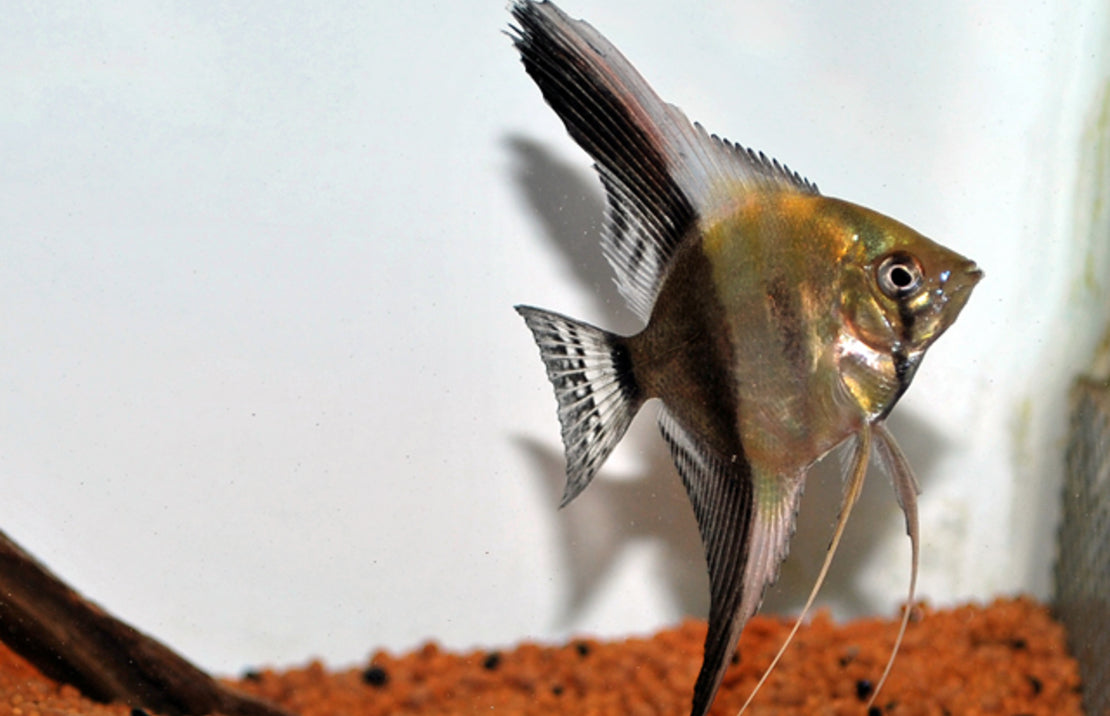 P. Scalare Bicolor Longfin Show L Maanvis Bicolor Sluier