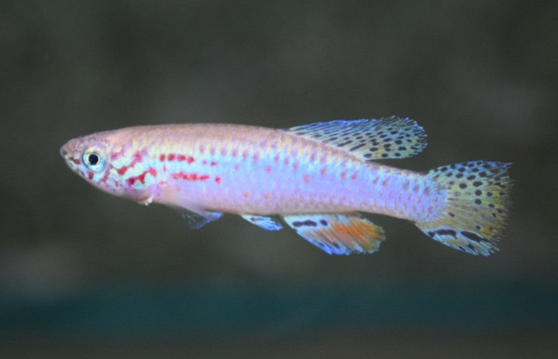 Fundulopanchax Filamentosus M Killivis Filamentosus