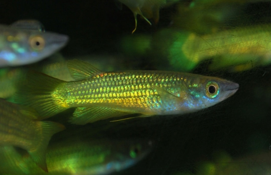 Aplocheilus Lineatus Gold S-M Killivis Lineatus Goud