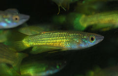 Aplocheilus Lineatus Gold S-M Killivis Lineatus Goud