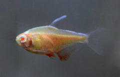 Hyphessobrycon Flammeus Albino M Rode Rio Albino