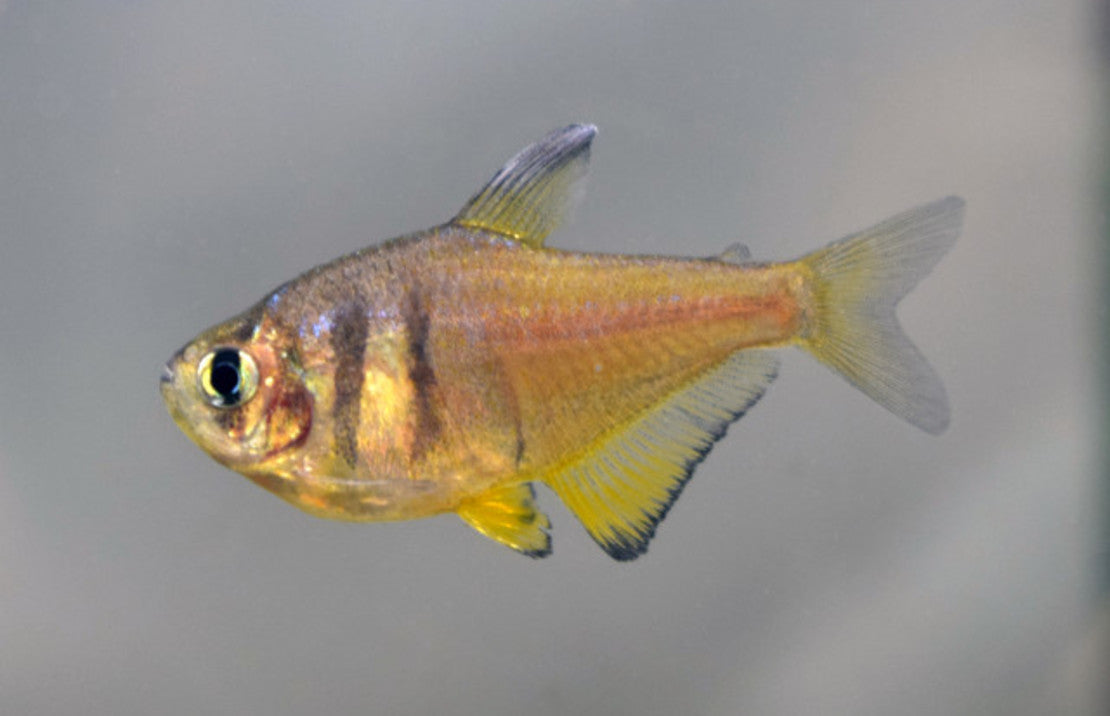 Hyphessobrycon Flammeus Yellow M Rode Rio Geel
