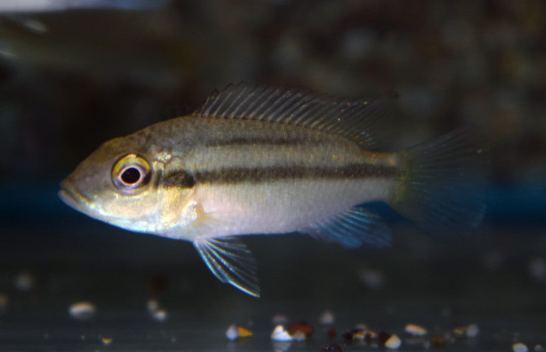 Chromidotilapia guentheri