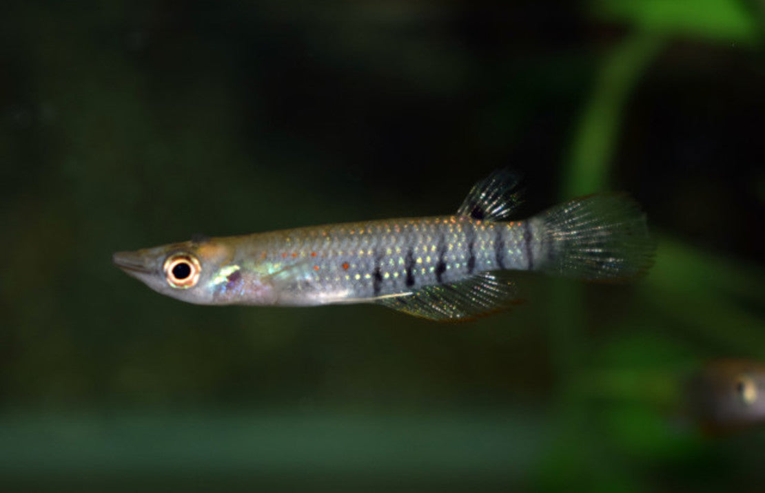 Aplocheilus Lineatus L Killivis Lineatus