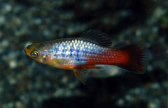 Xiphophorus maculatus Variatus Neon Rainbow M