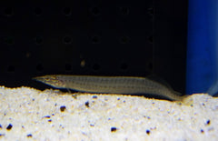 Macrognathus Pancalus M Stekelaal Pancalus