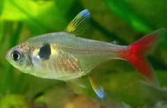 Megalamphodus Roseus Gele Fantoomzalm