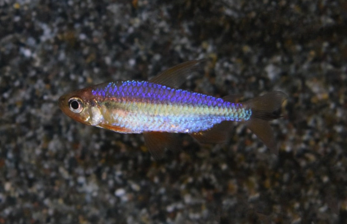 Alestopetersius Brichardi Red  L Rode Kongozalm