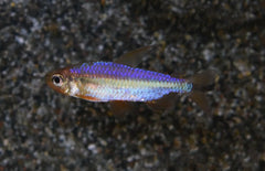 Alestopetersius Brichardi Red  L Rode Kongozalm