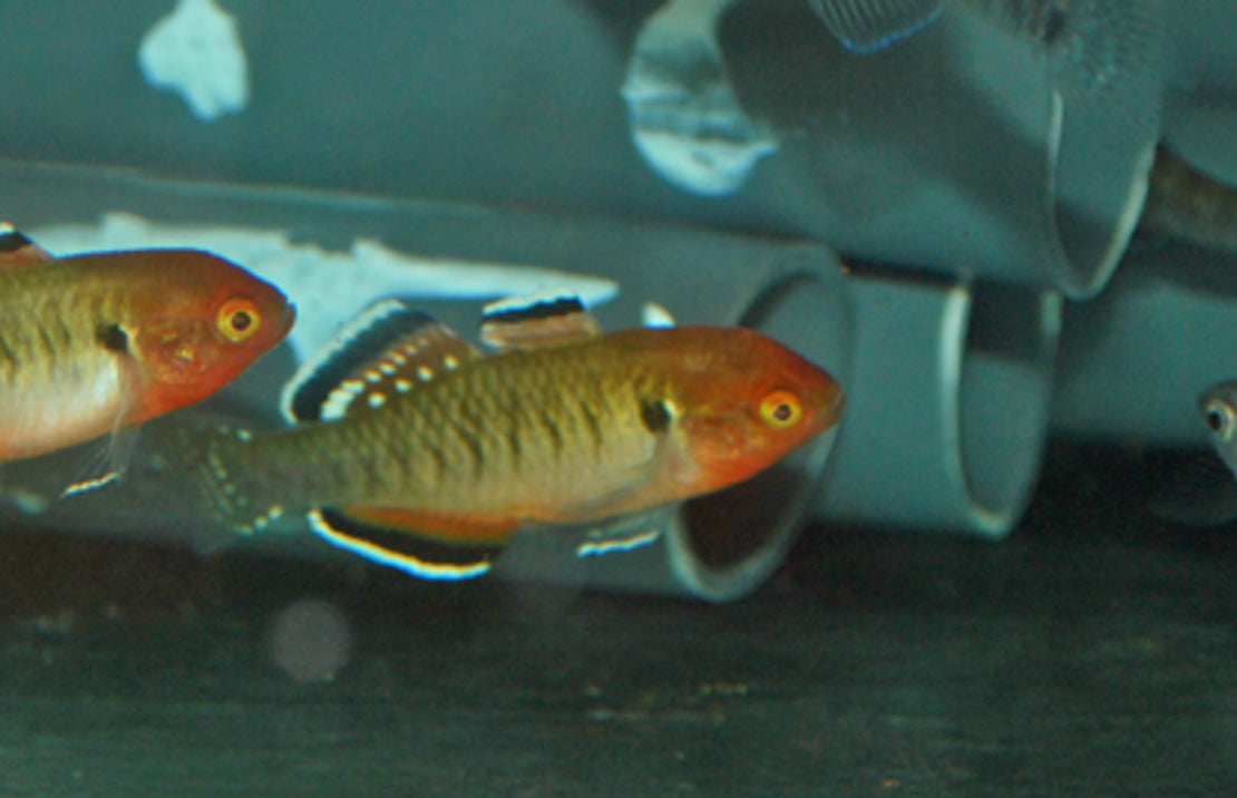 Hypseleotris Compressa M Australische Keizergrondel