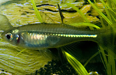 Marosatherina Ladigesi M Celebes Zeilvis