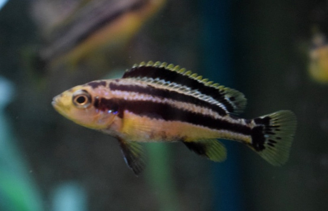 Melanochromis Chipokae