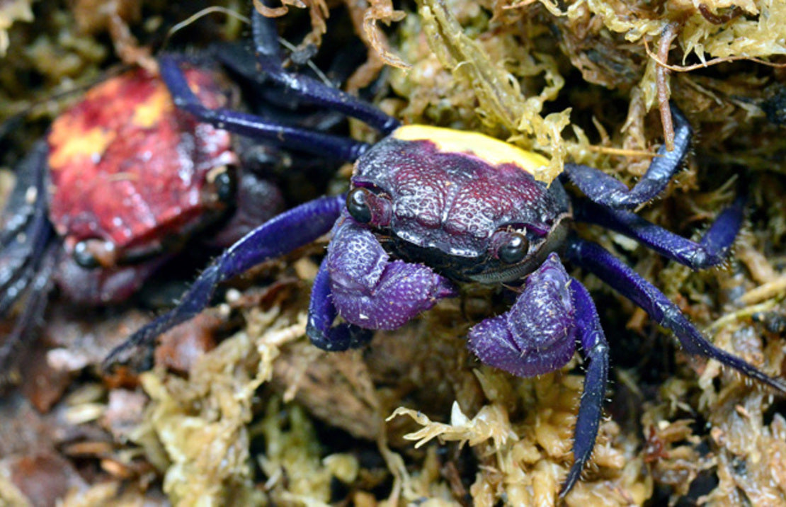 Geosesarma Sp. Celebes Vampierkrab Celebes