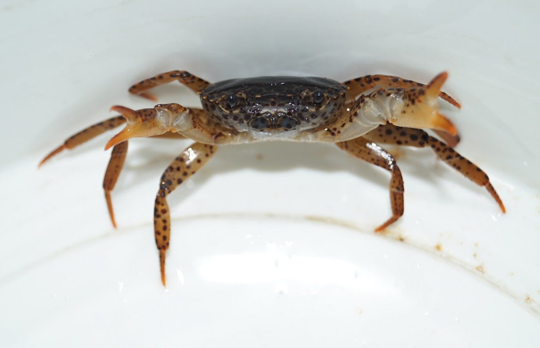 Parathelphusa Pantherina (Panterkrab)