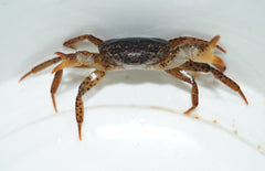 Parathelphusa Pantherina (Panterkrab)