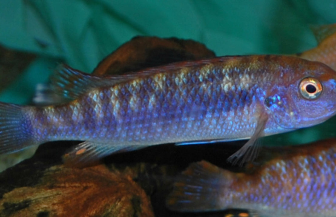Labeotropheus Trewavasae Thumbi Point S