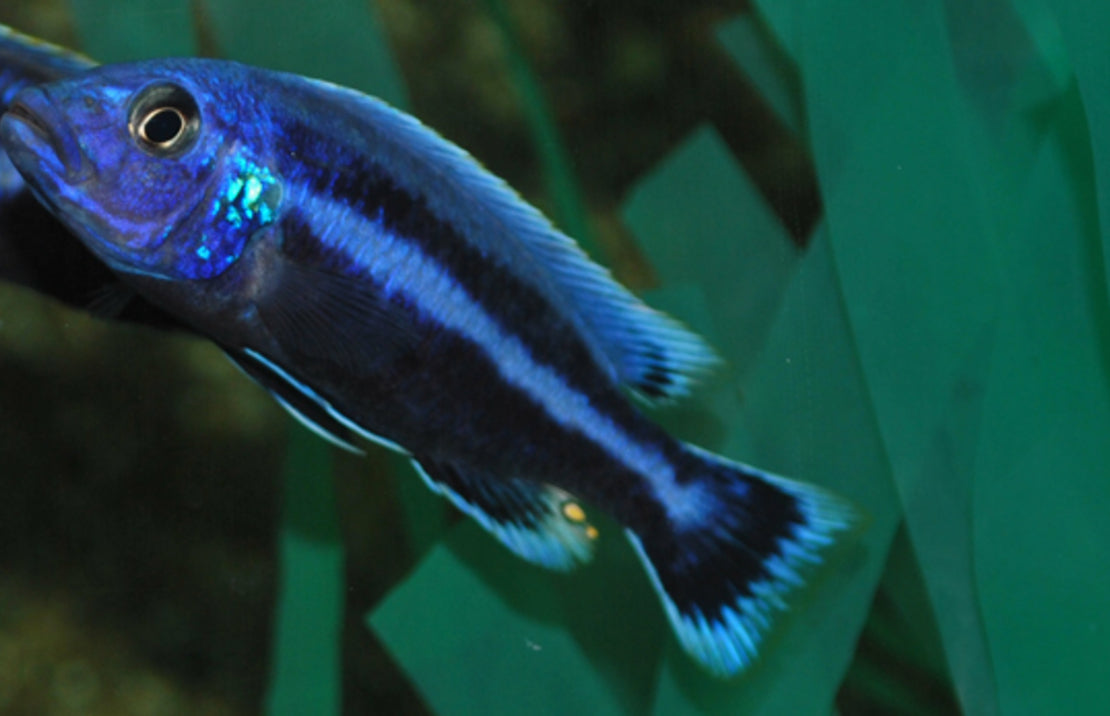 Melanochromis Chipokae