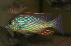 Otopharynx Tetrastigma