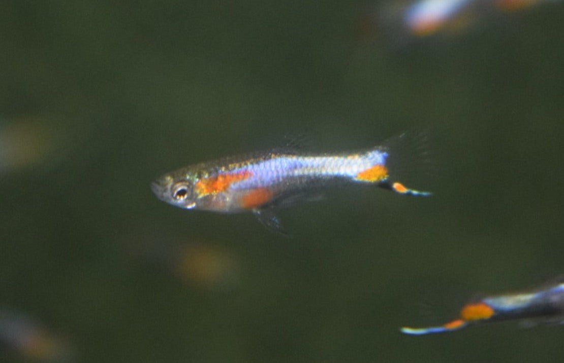 Poecilia Wingei Blue Star (m-f) M