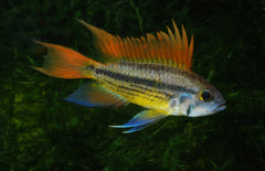 Apistogramma Cacatuoides Orange Select M