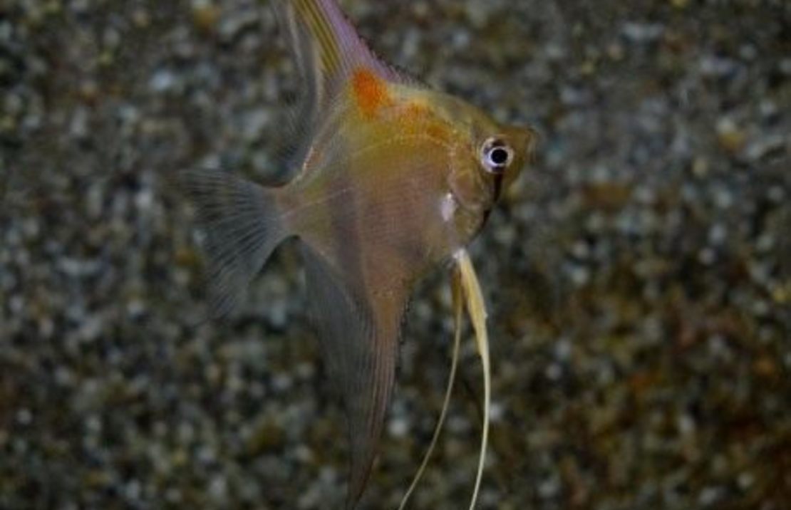 Pterophyllum Scalare Manacapuru Red Back F1
