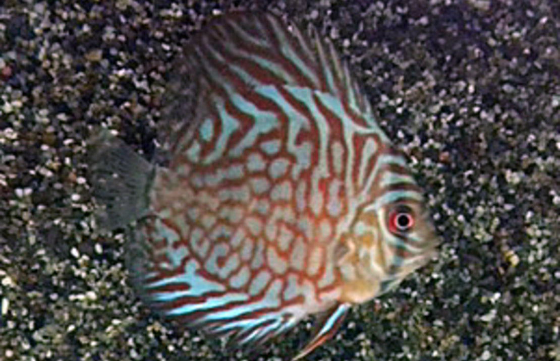 Symphysodon aequifasciatus M Discus Tiger Turquoise