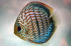 Symphysodon Aequifasciatus XL Discus Blue Turquoise