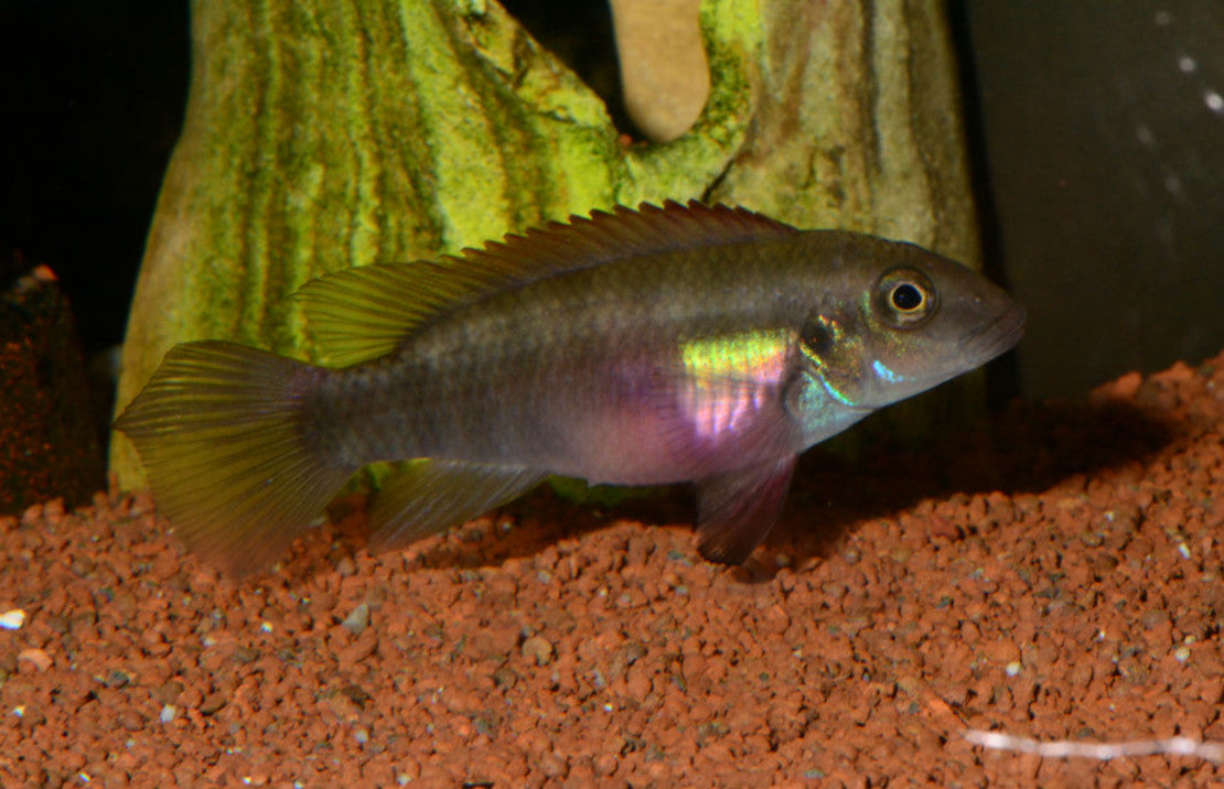 Pelvicachromis rubrolabiatus