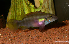 Pelvicachromis Rubrolabiatus
