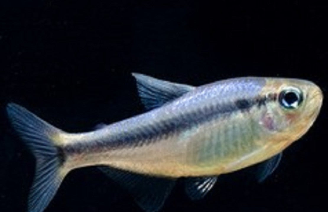 Hyphessobrycon Sp.blauw Peru Blauwe Tetra