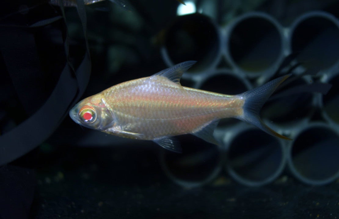 Barbonymus Schwanenfeldii Albino M Barbeel Schwanenfeldii Albino