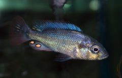 Haplochromis Nubilus
