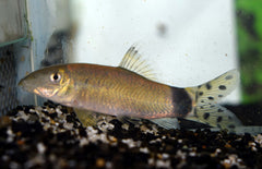 Yasuhikotakia Splendida Botia Splendida