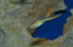 Poecilia reticulata Gup Double Sword Yellow Male M