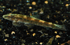 Homalopteroides Smithi M