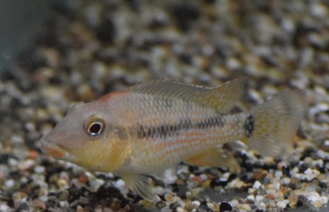 Geophagus steindachneri S Aardeter Steindachneri