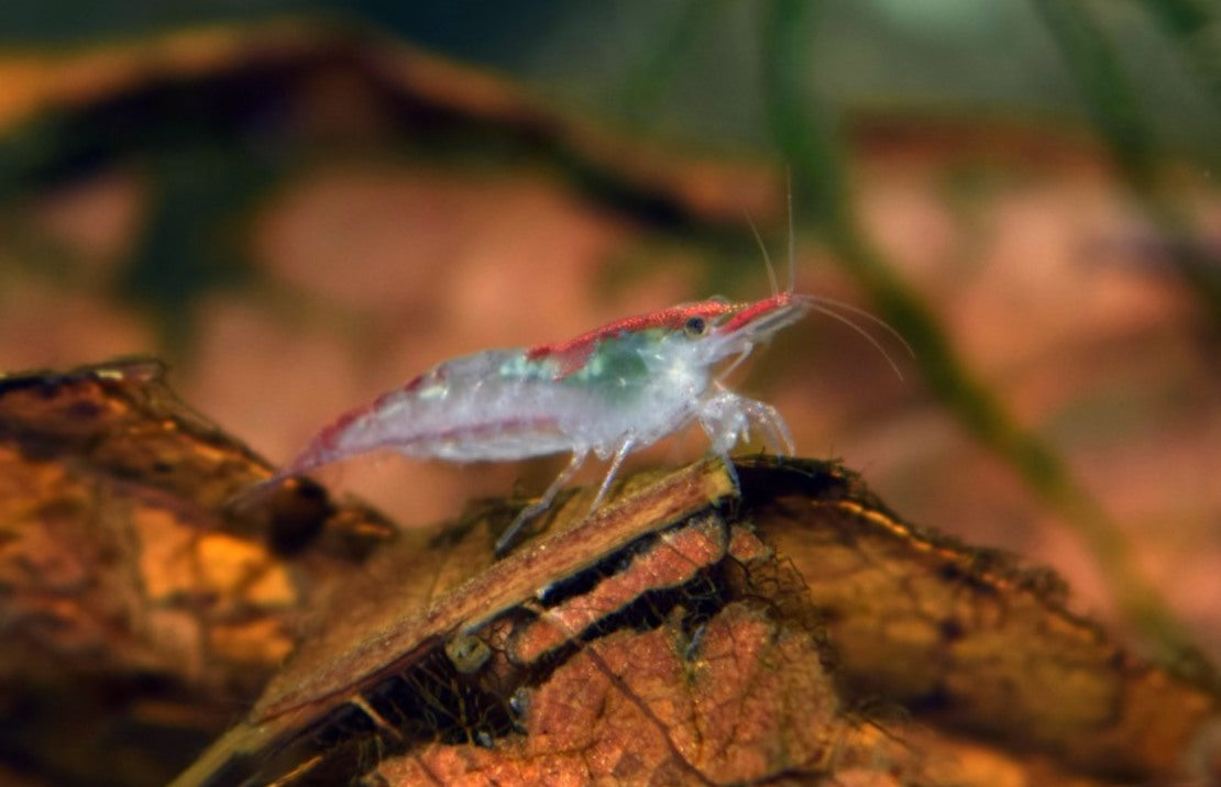 Neocaridina Davidi Wijnhorsti M Riligarnaal