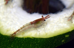 Neocaridina Davidi Wijnhorsti M Riligarnaal
