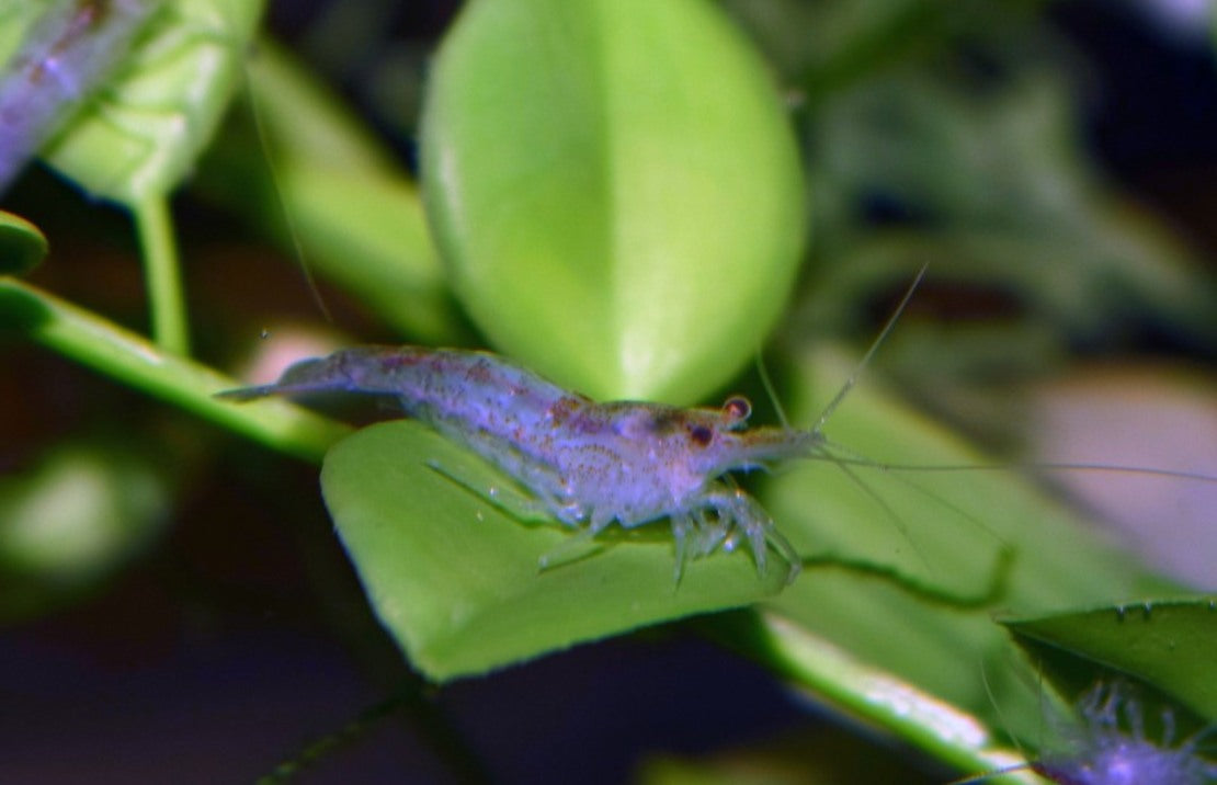 Neocaridina Davidi Wijnhorsti M Riligarnaal