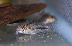 Corydoras Sipaliwini M Pantsermeerval Sipaliwini