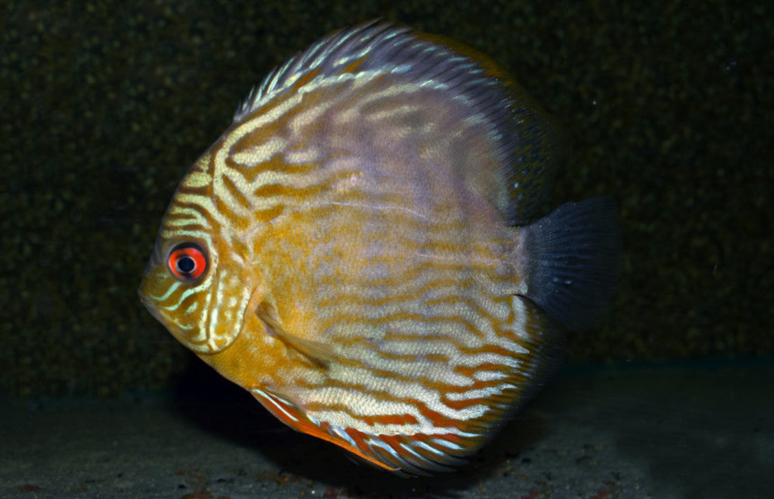 Symphysodon Aequifasciatus Discus Rio Negro