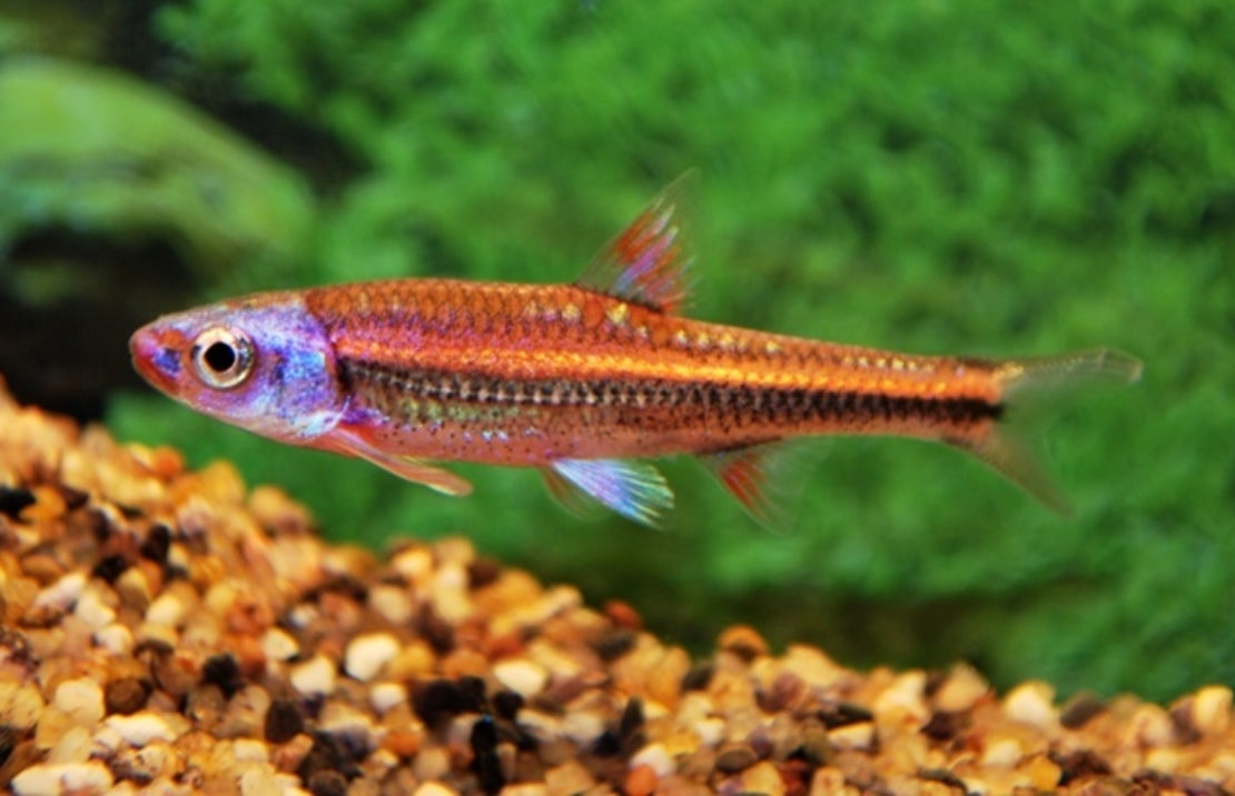 Notropis Chrosomus Rainbow Shiner