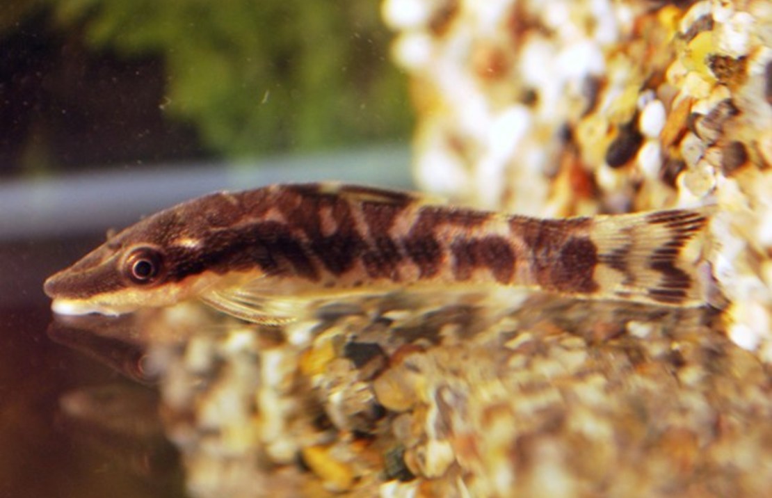 Otocinclus Cocama M Zebra Dwergalgenter