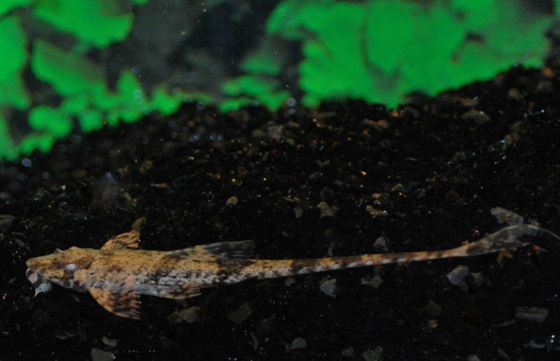 Dasyloricaria Filamentosa S Zweepstaart Filamentosa