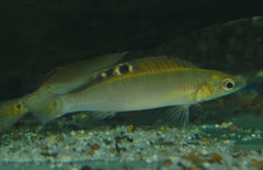 Crenicichla Regani M Dwergsnoekcichlide Regani