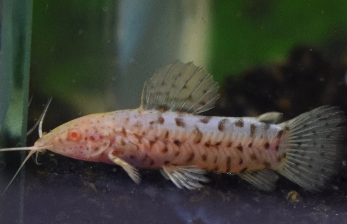 Megalechis Thoracata Albino M Gevlekte Pantsermeerval Albino