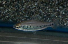 Distichodus Decemmaculatus