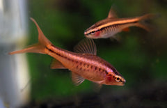 Puntius Titteya Long Fin M Sherry Barbeel Sluier