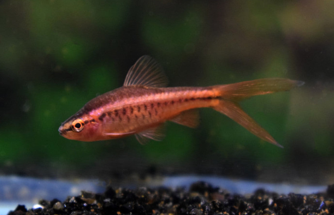 Puntius Titteya Long Fin M Sherry Barbeel Sluier