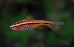 Puntius Titteya Long Fin M Sherry Barbeel Sluier